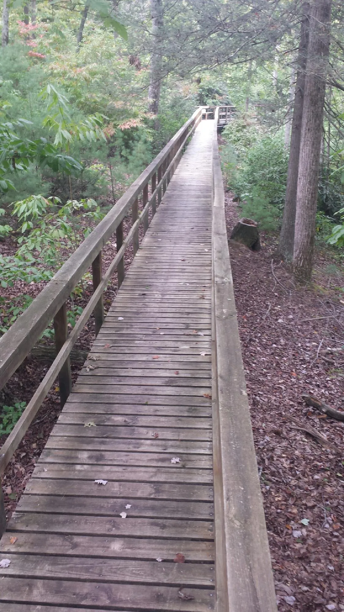 Long wood walkway with handrails built through the woods in Equinunk
